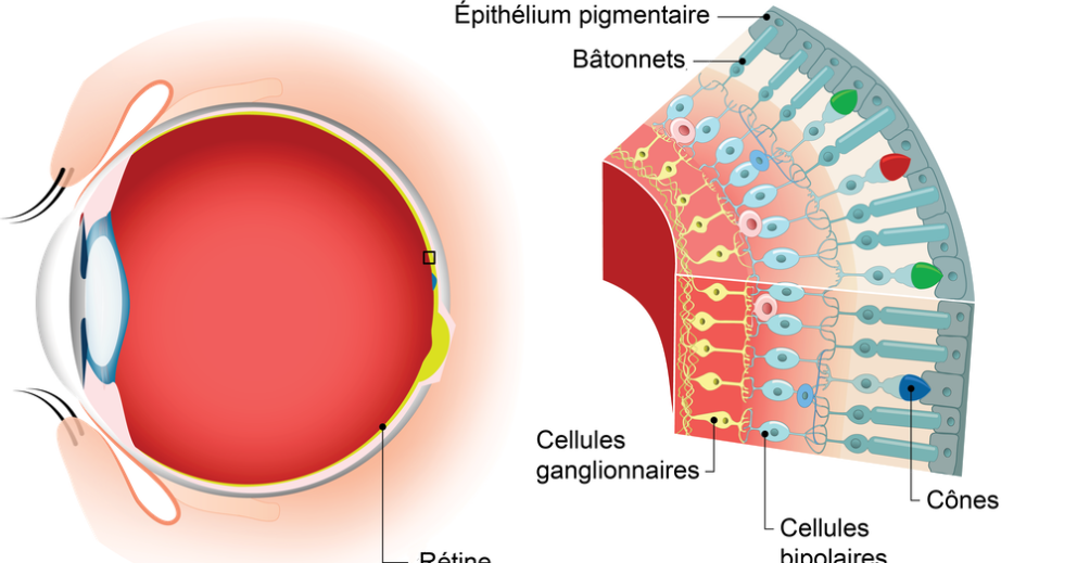 Schéma: Anatomie de l’œil et coupe de la rétine. Source: Shutterstock.